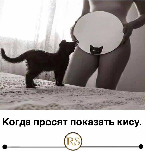 Твоя киска картинки