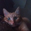 ���� ��������, �������, 52 ���� - ��������� 16 ������� 2016 � ������ ����