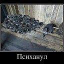 ���� �����, �����, 66 ��� - ��������� 25 ����� 2016 � ������ ���������