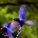  Nasser, , 64  -  24  2016    