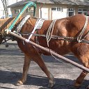  Leo13, , 58  -  18  2016    