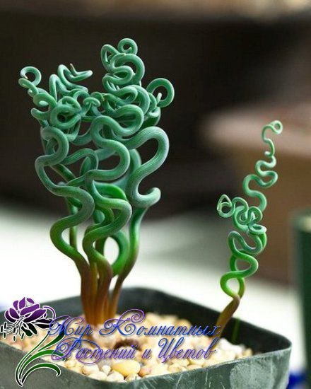 Albuca Spiralis(Альбука Спиральная) - растение с "завивкой" - 5