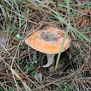 ���� ������, ���������, 42 ���� - ��������� 24 ����� 2016 � ������ ��������� ���