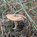 ���� ������, ���������, 42 ���� - ��������� 24 ����� 2016 � ������ ��������� ���