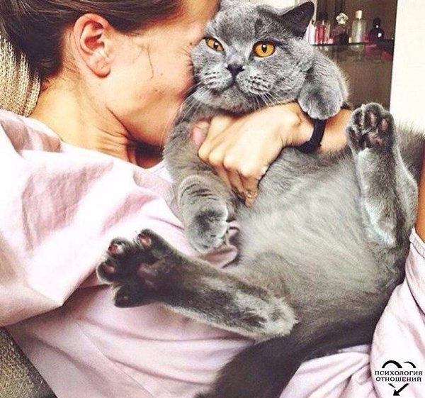 Любишь котиков, люби и тыгыдык тыгыдык по комнате в 3 часа ночи.