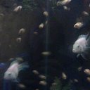 ���� �����, ��������� - ��������� 5 ������ 2016 � ������ ���� ����������