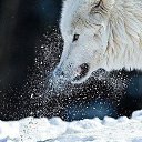 ���� ������, ���������, 53 ���� - ��������� 16 ���� 2016 � ������ ���� ����������