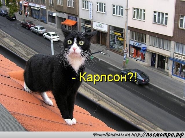 Без кота и жизнь не та - 21 марта 2016 в 04:32