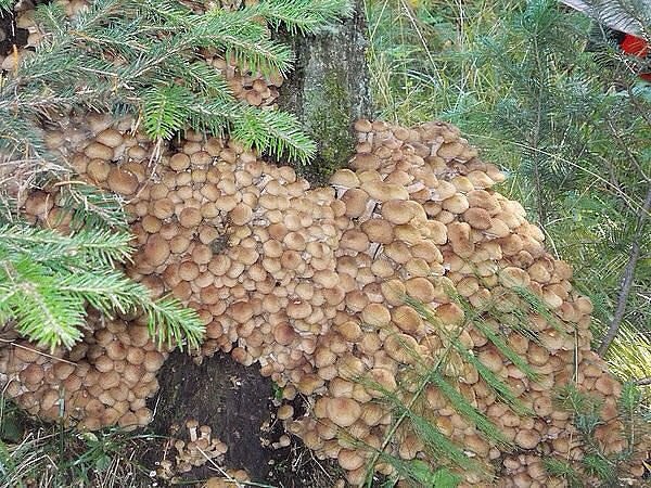   .  .       . ,  ... - 8