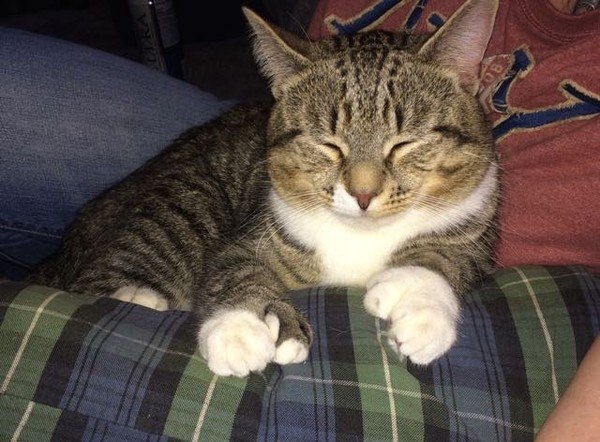Приютский кот с огромными лапами изменил жизнь одного мужчины - 4