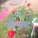  , - -  15  2016   ۻ