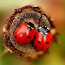 ���� �����, ���������� - ��������� 31 ����� 2016 � ������ ���� ����������