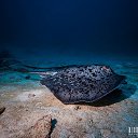 ���� Eric, ����, 61 ��� - ��������� 29 ������ 2016 � ������ �The beauty of the sea�