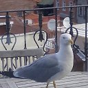 ���� �����, ������, 57 ��� - ��������� 12 ���� 2016 � ������ ���� ����������