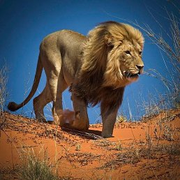 ���� Artur, ������, 38 ��� - ��������� 15 ���� 2016