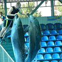 ���� �������, �����-���������, 50 ��� - ��������� 7 �������� 2016 � ������ ���� ����������