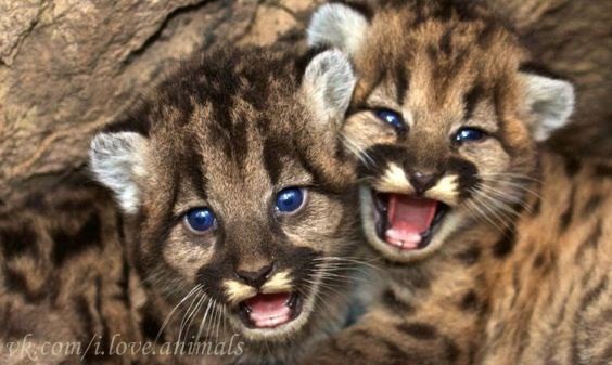 В мире животных - 17 мая 2016 в 18:12