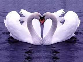 Происхождение символа сердца пошло от пары лебедей, плывущих навстречу друг другу на фоне ... - 2