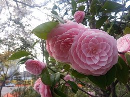 �����������