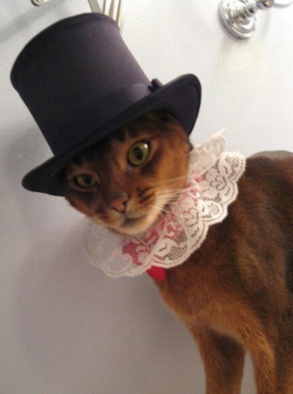 Котики в шапочках. Это именно то, что тебе сейчас нужно :) - 3