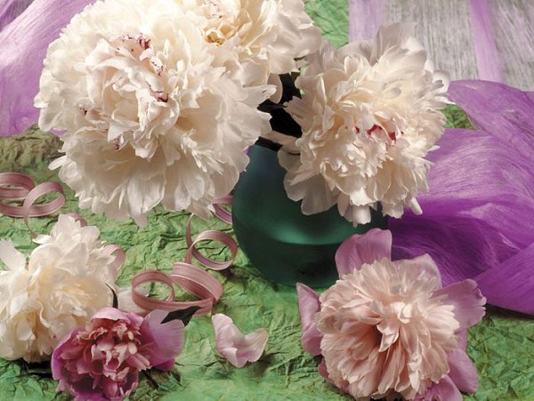 Пион.Имя этого прекрасного цветка пион (Paeonia) происходит от греческого мифа, в котором речь идет ... - 2