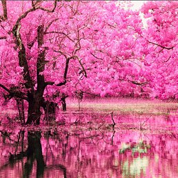 �����, ������, 62 ����