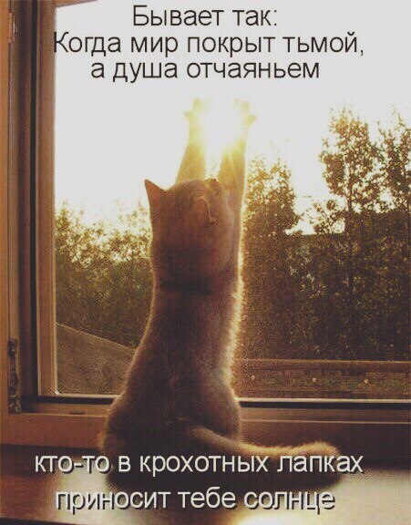 Без кота и жизнь не та - 10 марта 2016 в 22:01