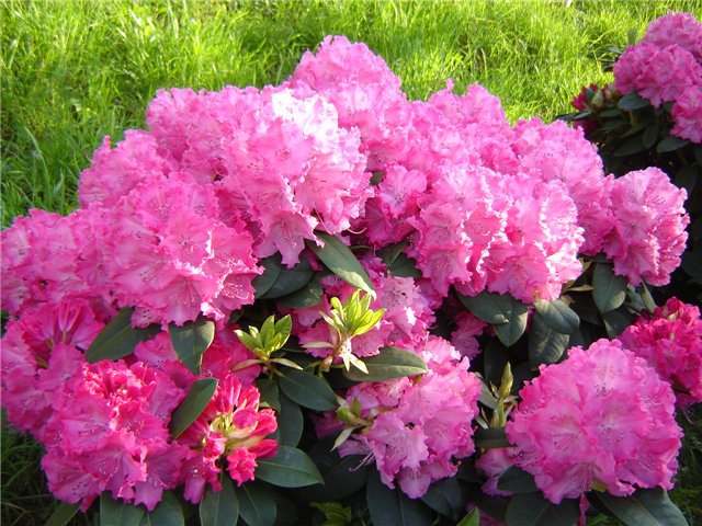 . (Rhododendron L)        ...