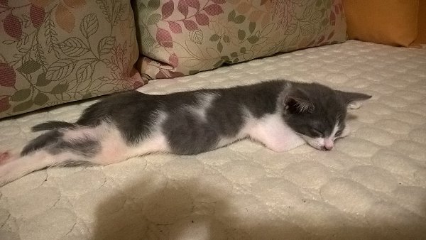 #Безкота_добро.Всем привет. Я уже рассказывала свою историю о моём найдёныше. Хочу предоставить ... - 9
