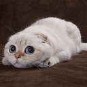 ���� ��������, ���������, 59 ��� - ��������� 9 ���� 2016 � ������ ������ ��������