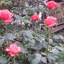 ���� �������, �������, 61 ��� - ��������� 3 ���� 2016 � ������ ���� ����������