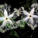 ���� Eric, ����, 61 ��� - ��������� 21 ��� 2016 � ������ �Flora and fauna�