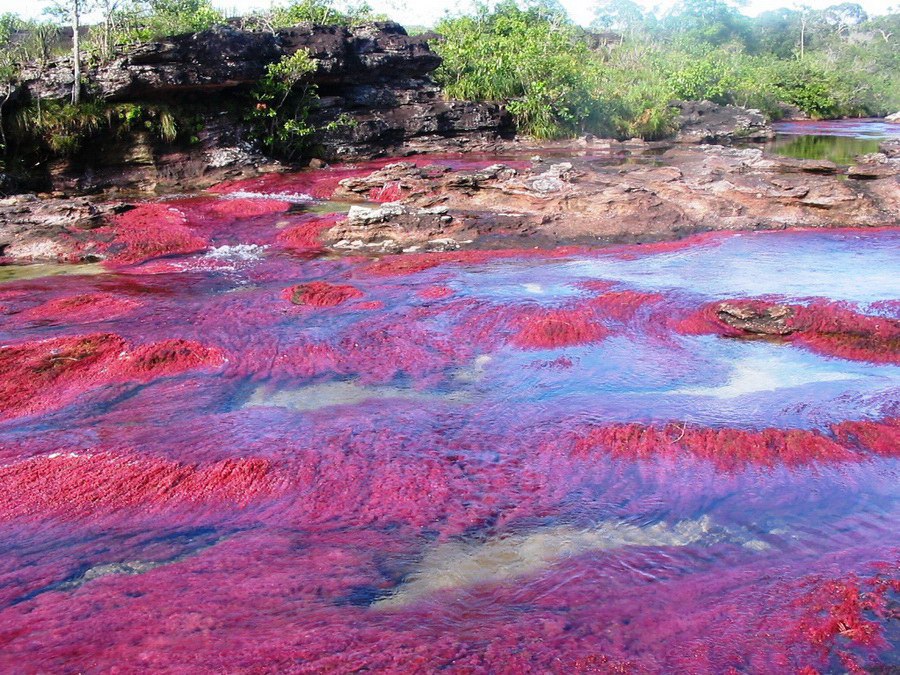 -      .- (Cao Cristales   ), ... - 9