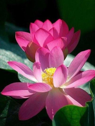 ...����� ��� ����� �������� ��� � ������� - 5