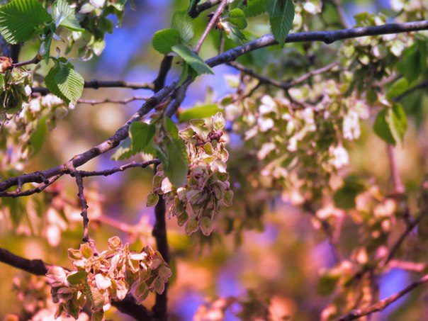 Цветущий вяз