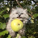  ,  -  11  2016    Ȼ