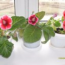 ���� ��������, ���, 43 ���� - ��������� 17 ������ 2016 � ������ ���� ����������