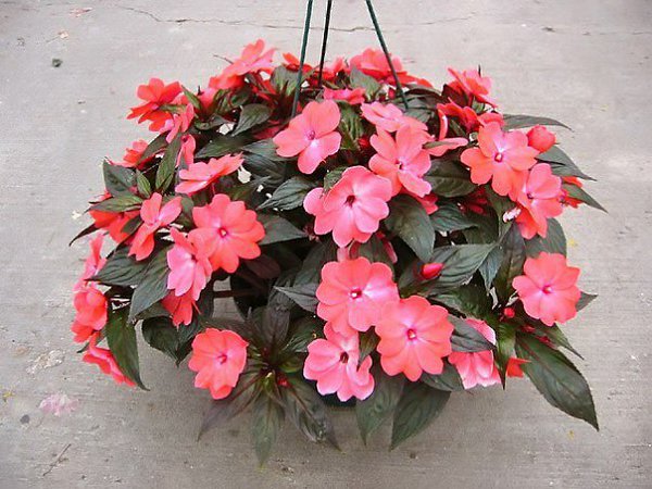 .  (Impatiens)   500      ... - 4