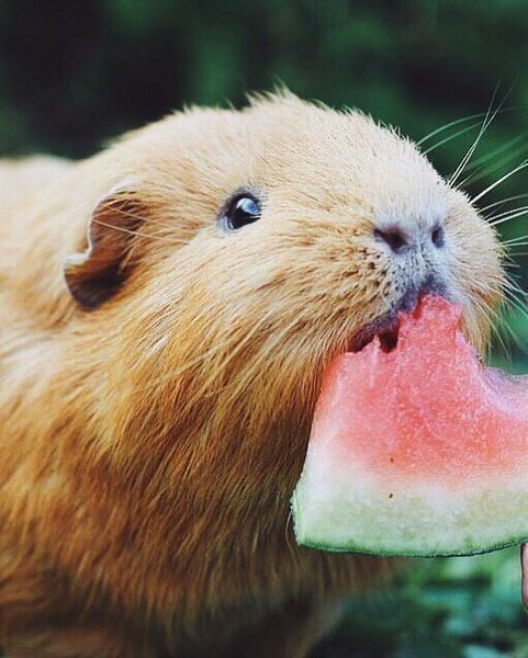 ��� �� ������� ��������