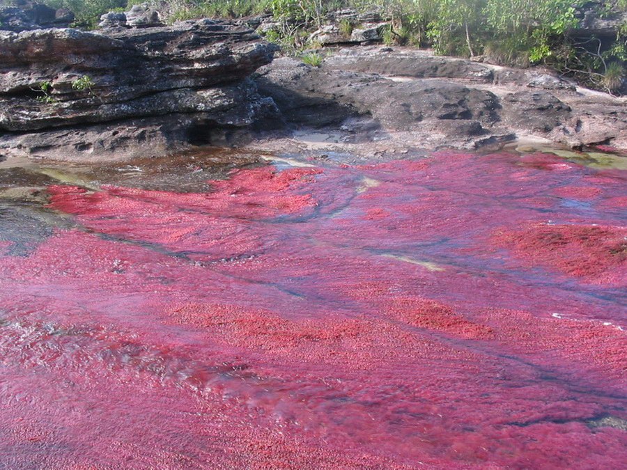 -      .- (Cao Cristales   ), ...