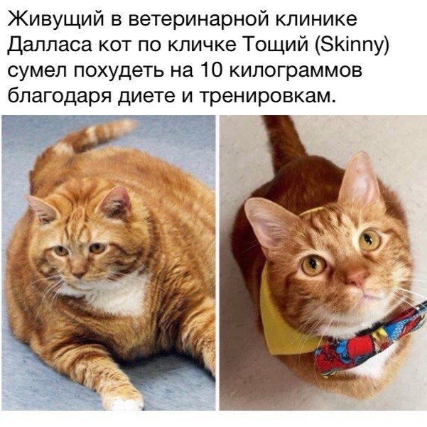 Смог кот. Смог кот
