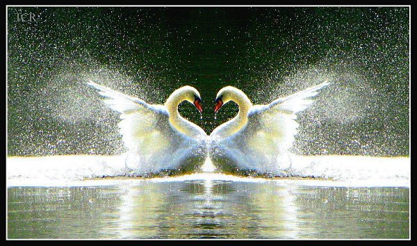 Происхождение символа сердца пошло от пары лебедей, плывущих навстречу друг другу на фоне ... - 5