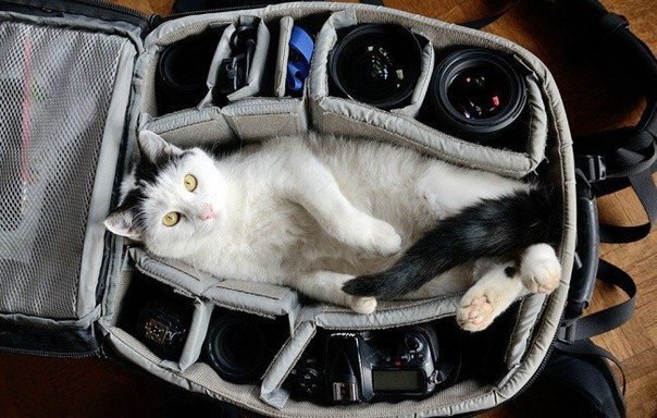 ����� ���������� ���������