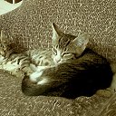 ���� Mikhael, ������, 56 ��� - ��������� 22 ������ 2016 � ������ ������ ��������