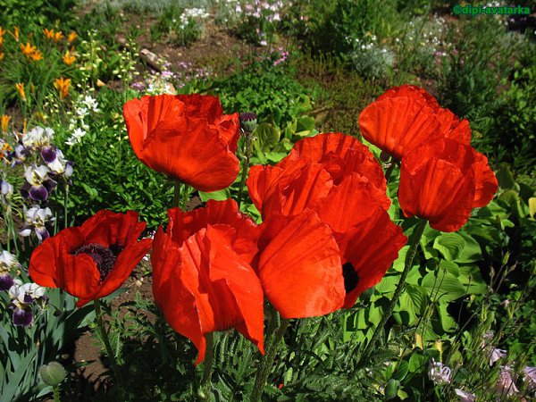 dipi-avatarka - 1  2016  15:56