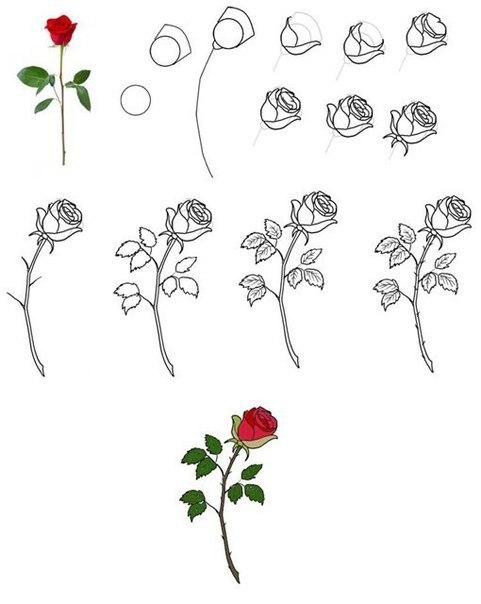 Рисуем цветы за пять минут: пошаговый метод и 200 ботанических сюжетов