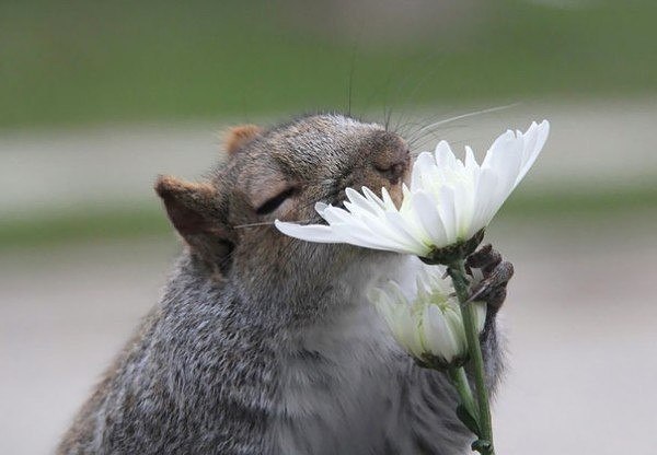 Животные, которые полной грудью вдыхают аромат весны :) - 3