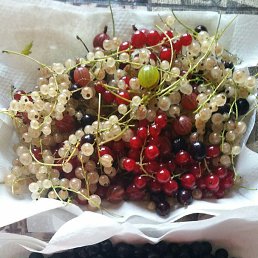 ���� Vigrid, ������, 42 ���� - ��������� 28 ���� 2016