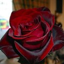 ���� Cicak, ���� - ��������� 20 ���� 2016 � ������ ���� ����������