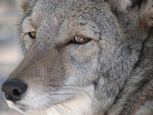 Сколько бы не было у человека "друзей", он все равно будет одинок, если рядом с ним нету ...
